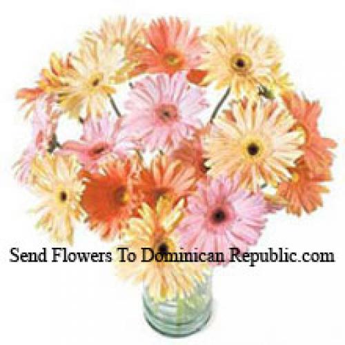 24 Fanc​​y Assorted Gerberas